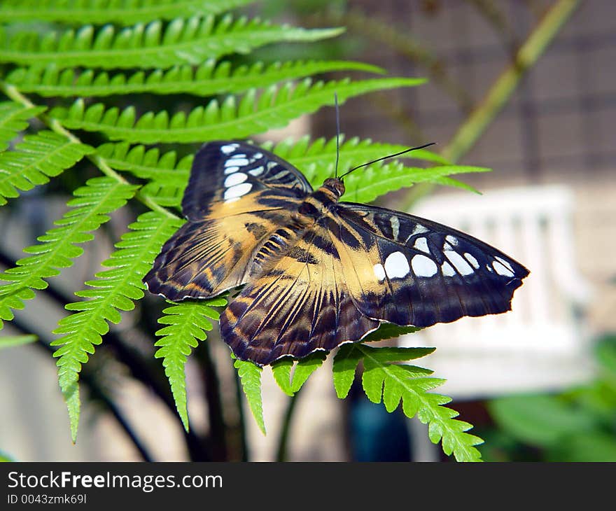 Butterfly on fern at a butterfly sanctuary