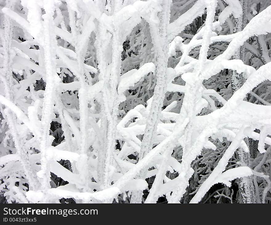 Frosted Branches