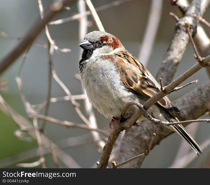 Sparrow In Tree