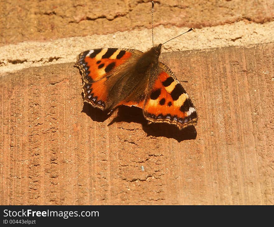 Butterfly on a brick wall