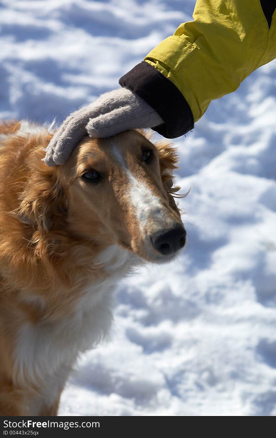 Dog head and hand in winter