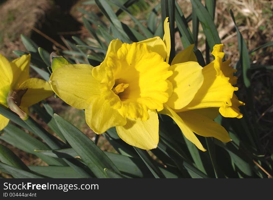 Daffodil