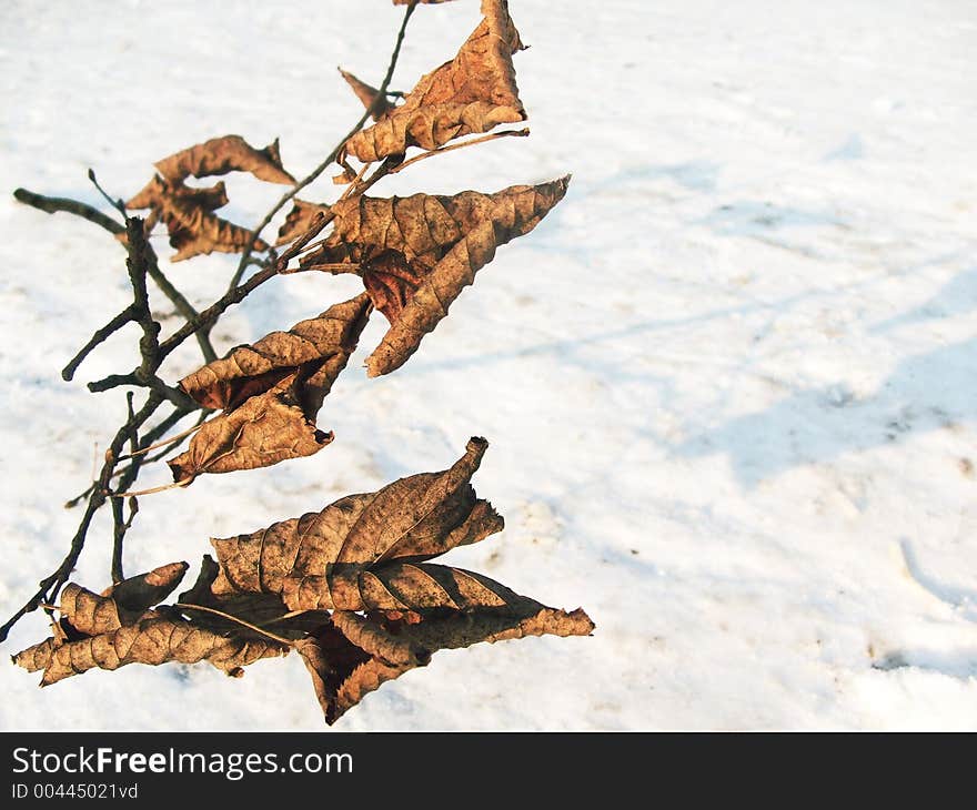 Little branch with dead leaves