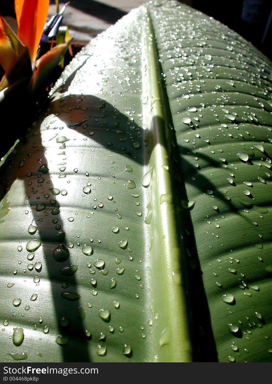 A banana leaf. A banana leaf