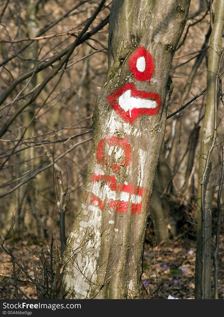 Waymark at tree, traildirection in wood. Waymark at tree, traildirection in wood