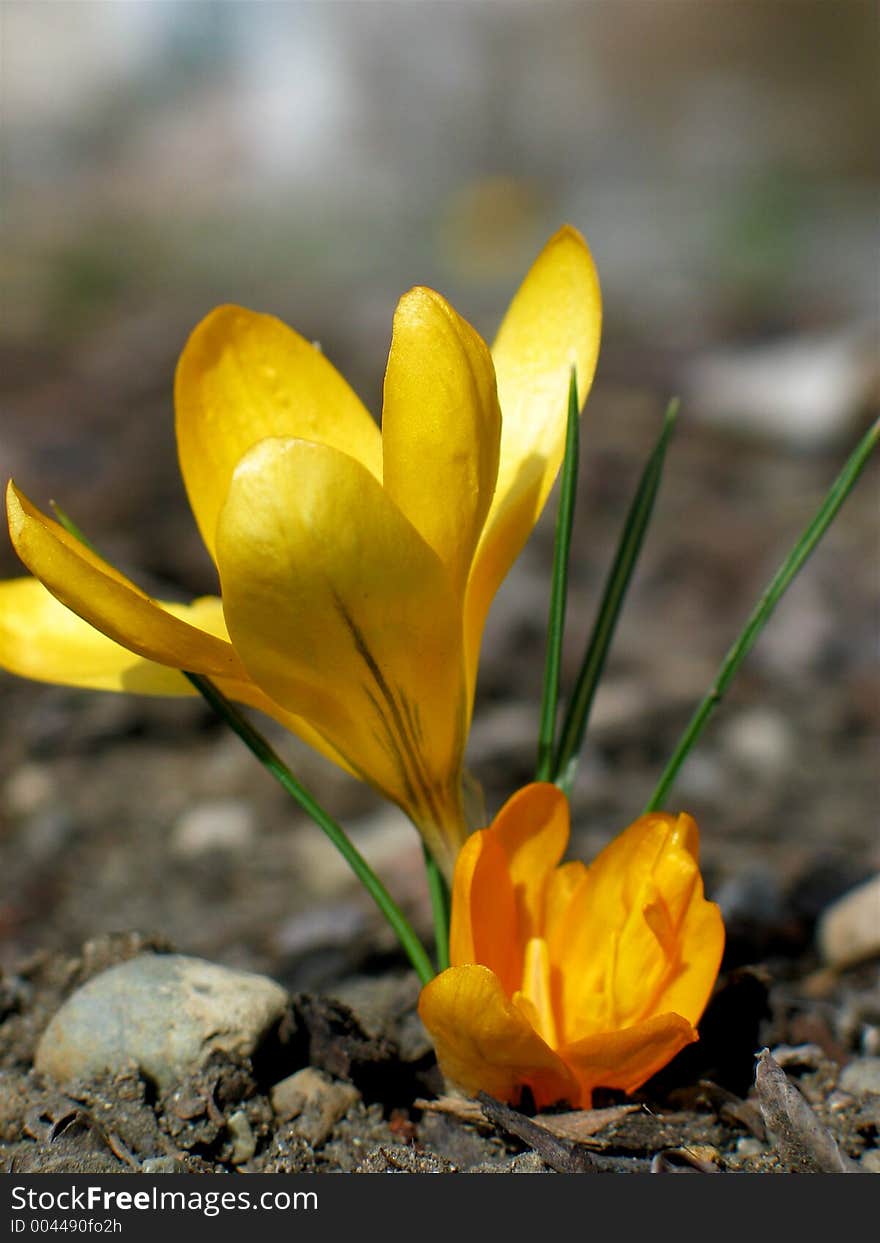 Yellow Crocus 2006 III