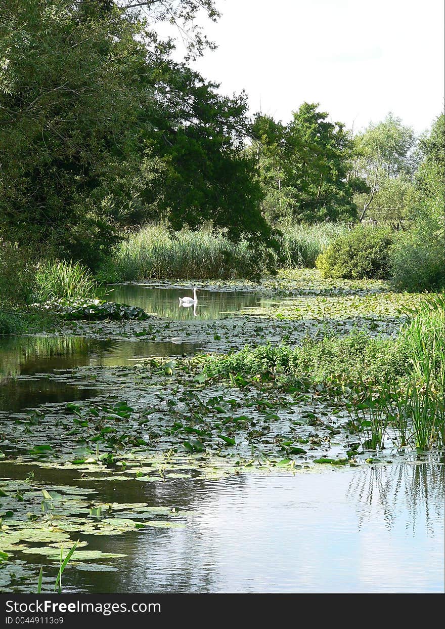 Swan in river.