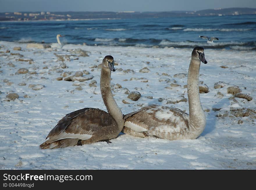 Two swans on the snowy beach in Poland/Central Europe/Baltic Sea. Two swans on the snowy beach in Poland/Central Europe/Baltic Sea