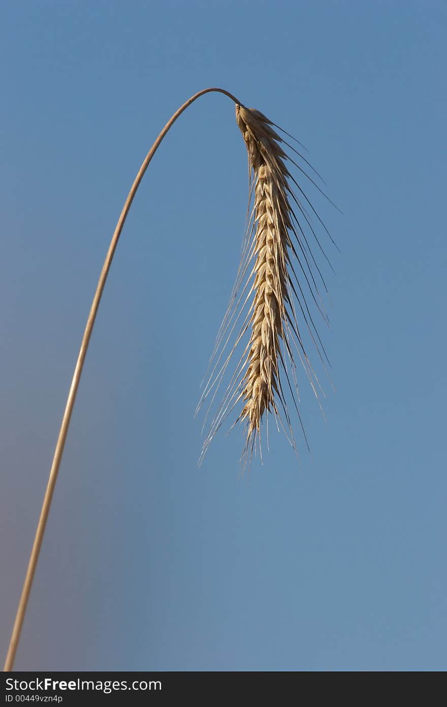 Ear of wheat