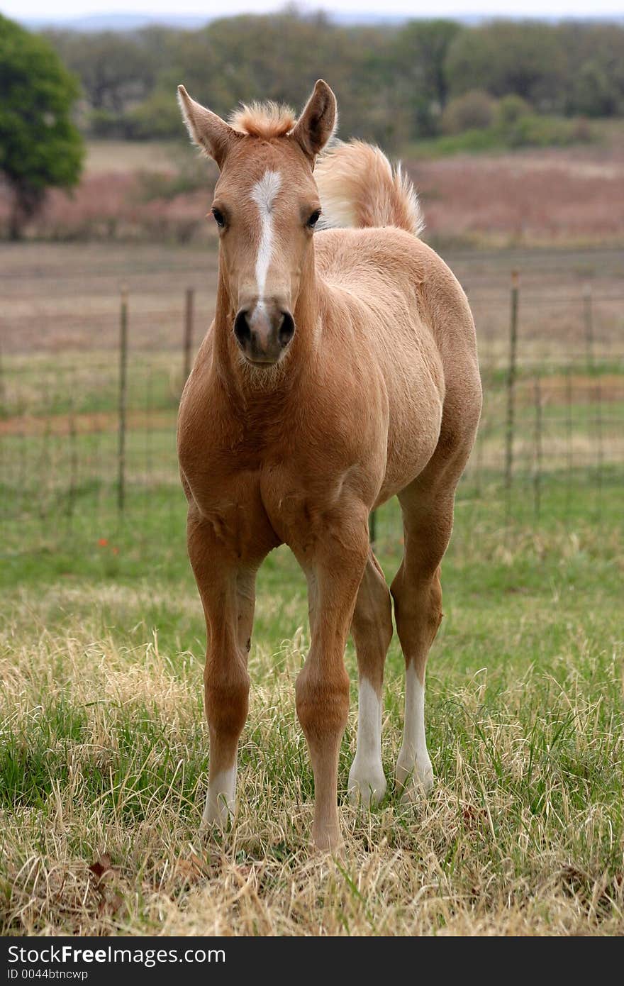 Palomino colt with white stockings standing in green grass, fence, pasture and trees in background, blonde tail held high, white marking on face. Palomino colt with white stockings standing in green grass, fence, pasture and trees in background, blonde tail held high, white marking on face