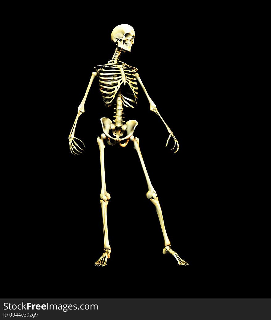 This is an skeleton in a standing pose. This is an skeleton in a standing pose.