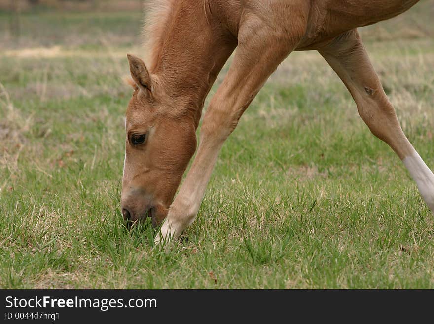 Golden palomino colt grazing in green grass, long legs spread out in order to reach grass. Golden palomino colt grazing in green grass, long legs spread out in order to reach grass.