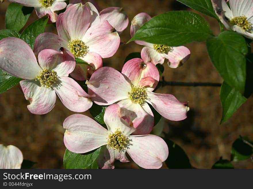 First dogwood tree blossom of spring. First dogwood tree blossom of spring.