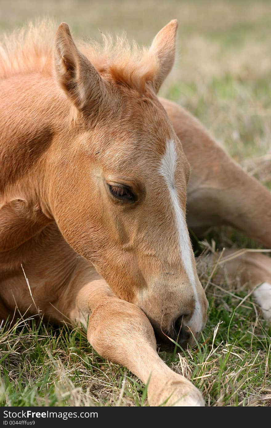 Golden palomino foal lying in green grass with leg outstretched, resting head on leg, drowsing in spring sunshine. Golden palomino foal lying in green grass with leg outstretched, resting head on leg, drowsing in spring sunshine.