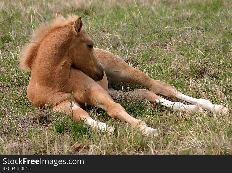 Golden palomino foal with legs outstretched in green grass, spring sunshine, resting head on his side. Golden palomino foal with legs outstretched in green grass, spring sunshine, resting head on his side.