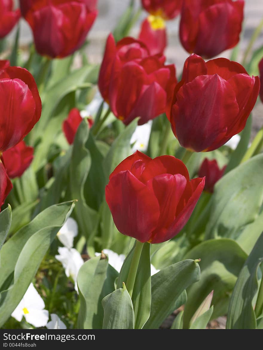 Red flowers