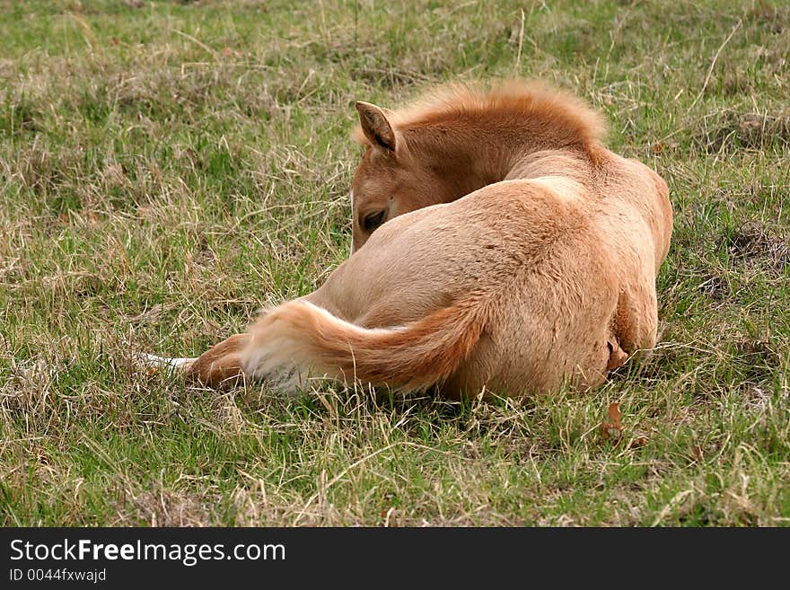 Rear view of sleeping palomino foal, lying in green grass, spring, sunshine.