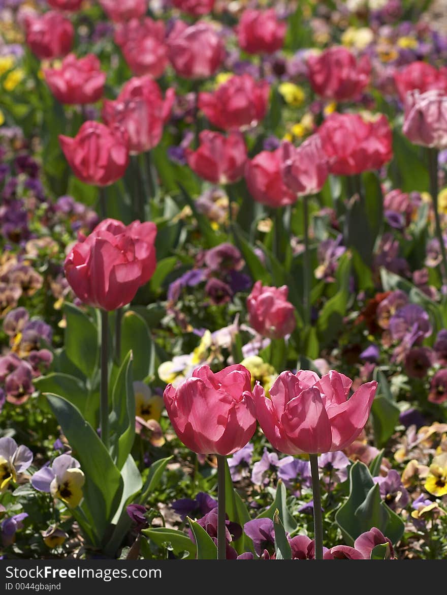 Pink Flowers