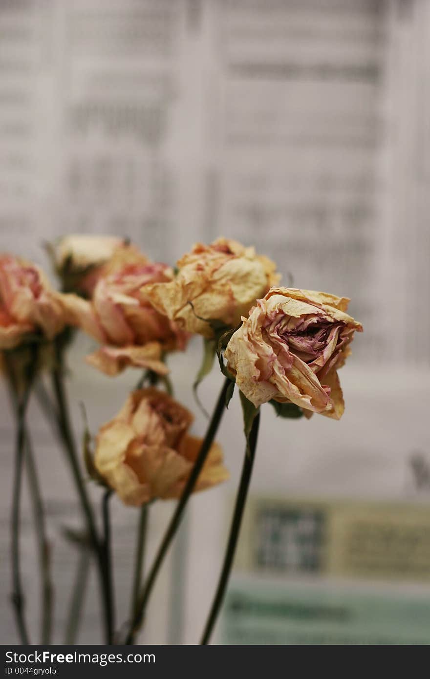 Dried Roses