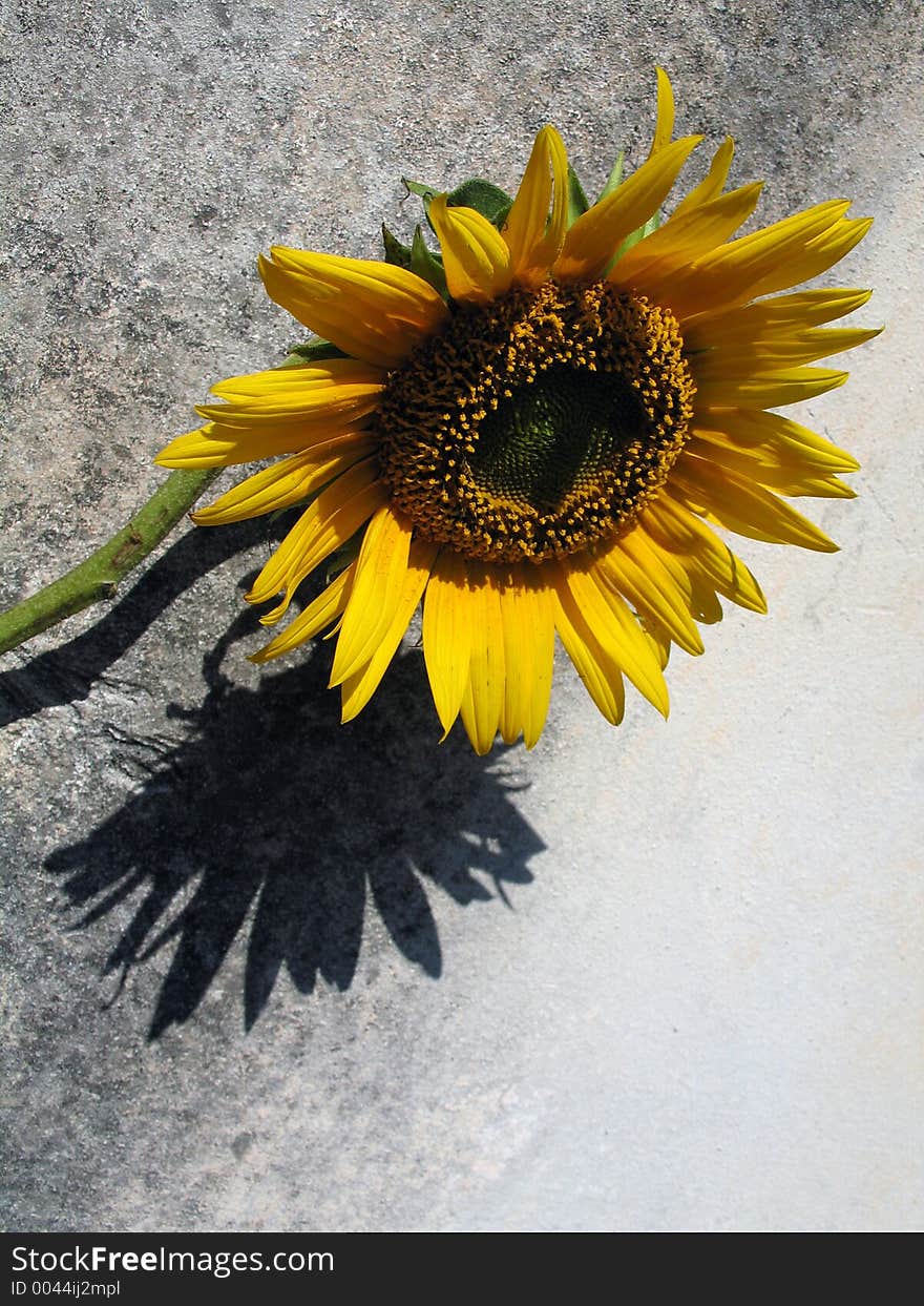 Sunflower composition