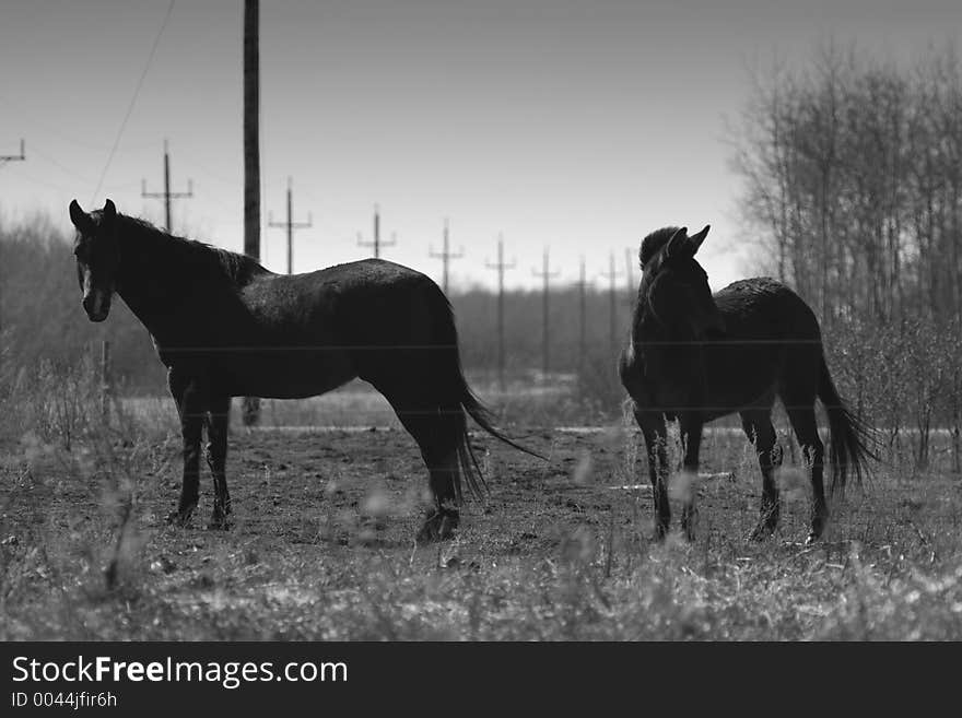 Two horses in a field. Two horses in a field