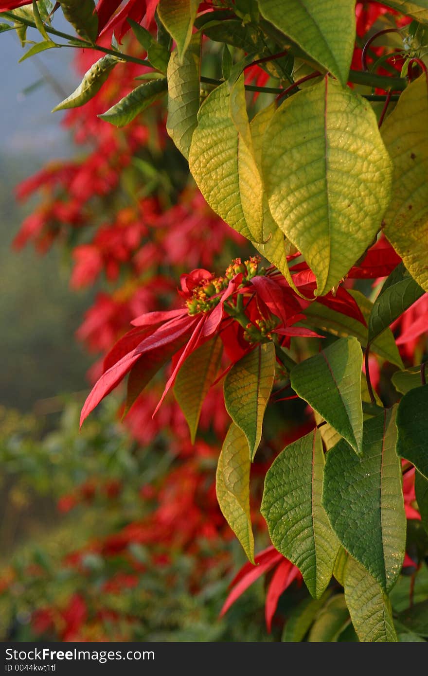 Flowers On A Tree