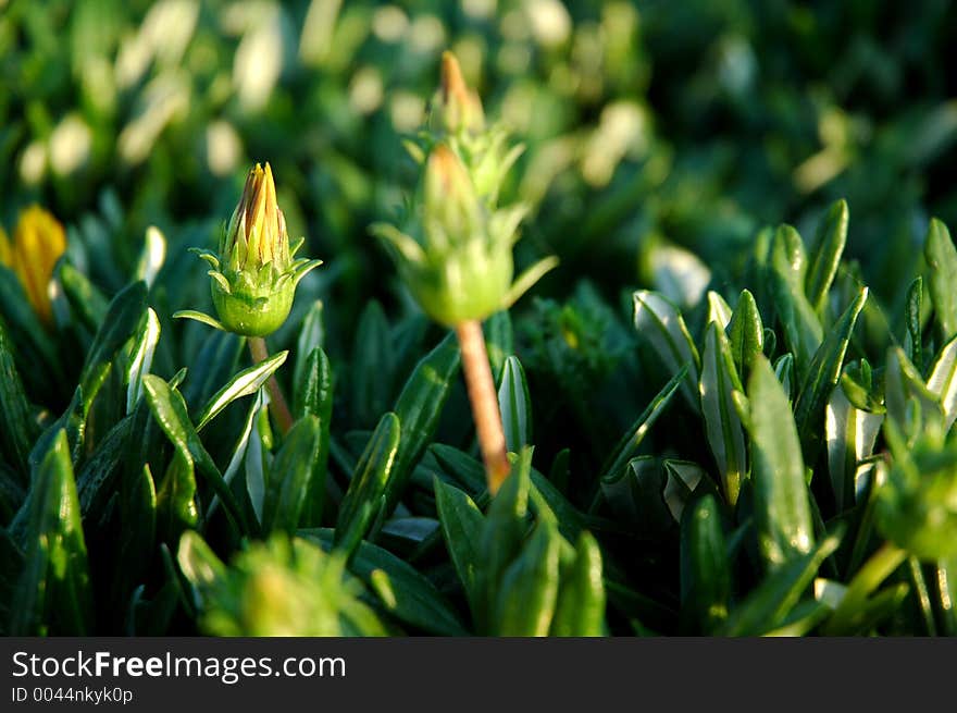 Daisy like aster flower grows in bright sunlight. Daisy like aster flower grows in bright sunlight