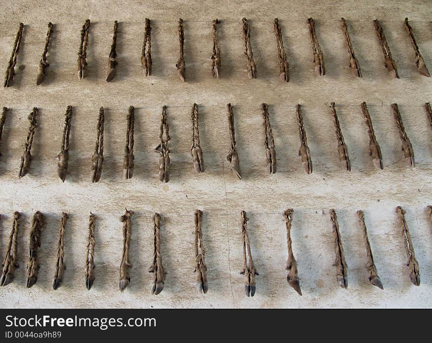 Rows of deer hooves on display