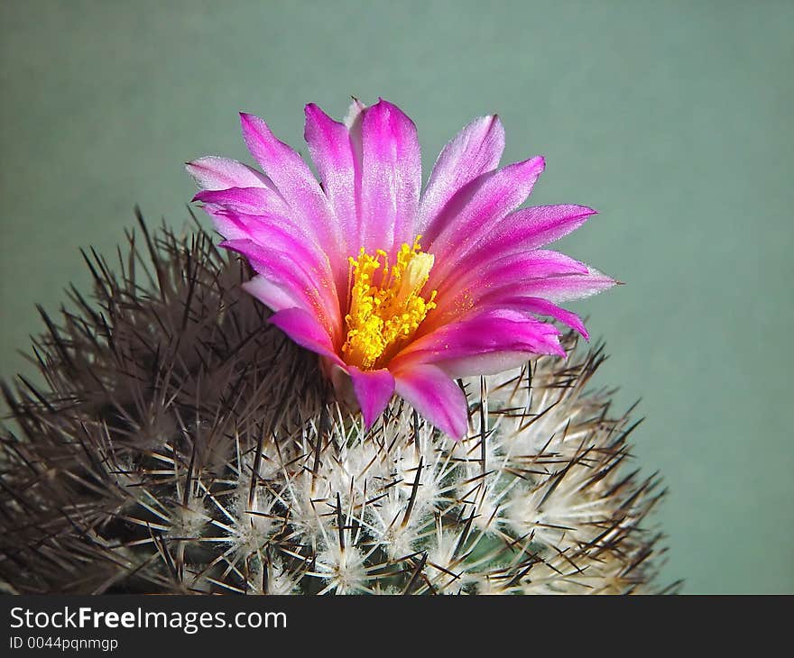 Blossoming Cactus Gymnocactus Beguinii.