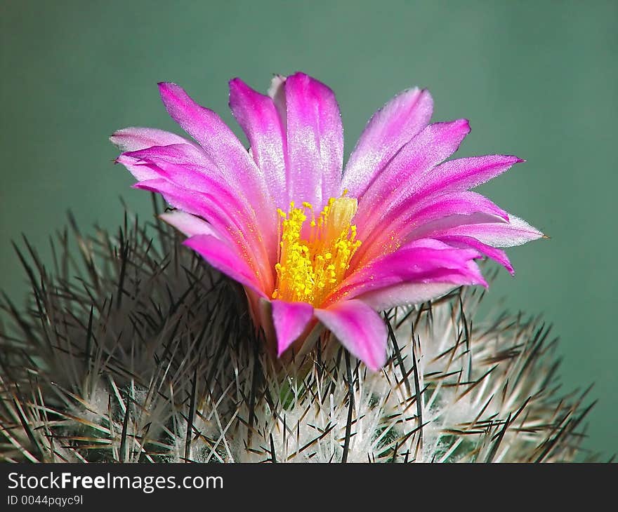 Blossoming Cactus Gymnocactus Beguinii.