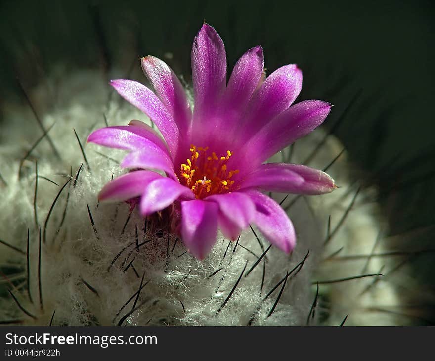 Blossoming Cactus Gymnocactus Viereckii.