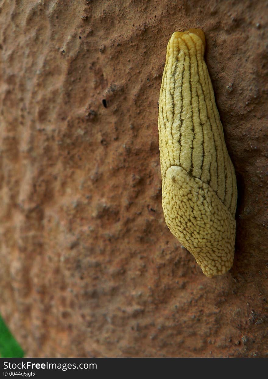 Yellow Slug and wall texture with green bottom corner of grass. Yellow Slug and wall texture with green bottom corner of grass.