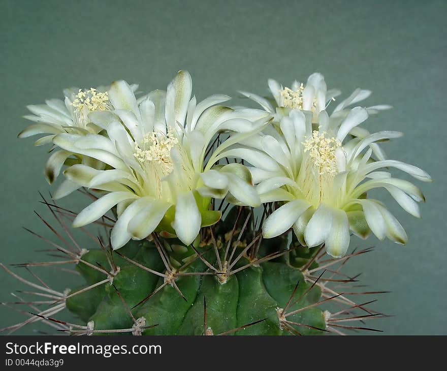 Blossoming Cactus Of Family Gymnocalicium.