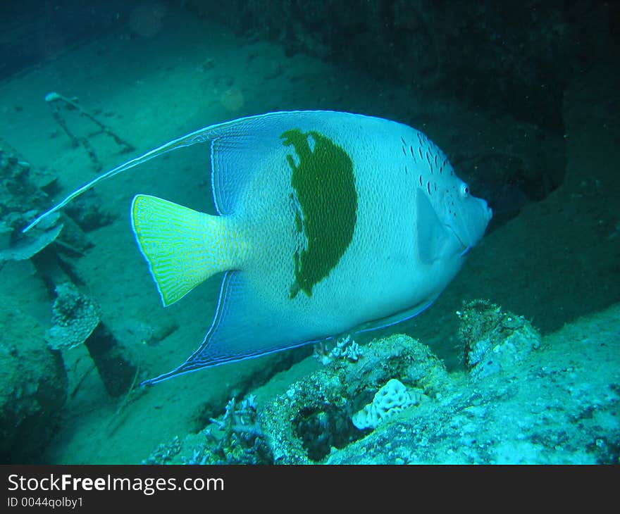 Beautiful arabian angelfish hiding in a wreck in the Red Sea