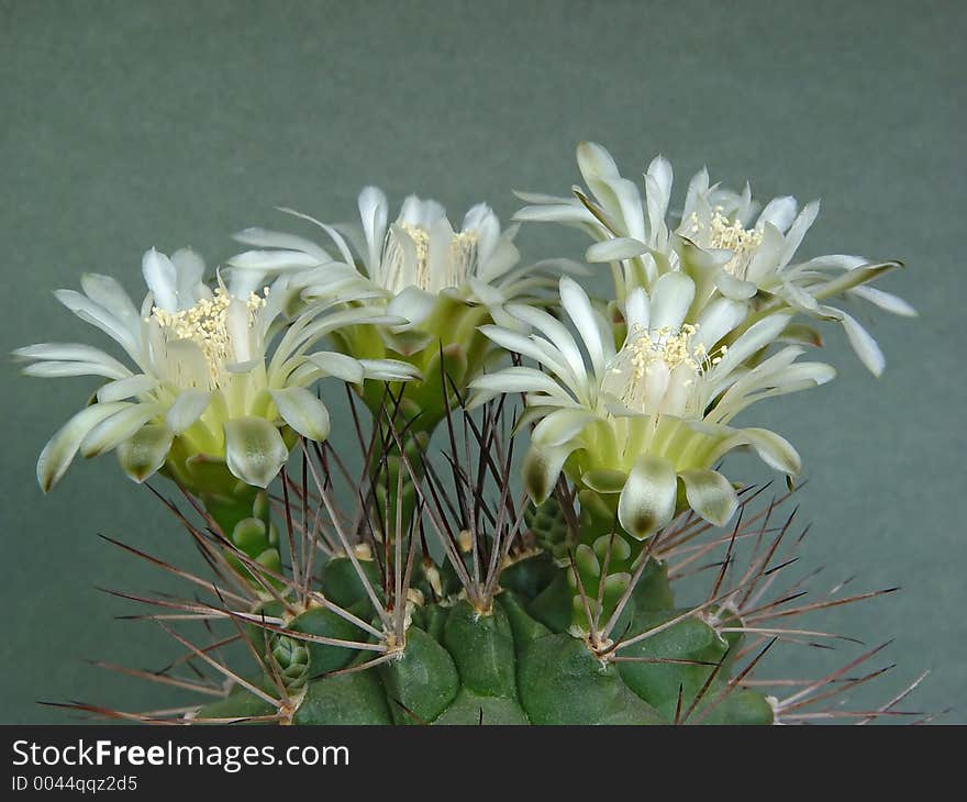 Blossoming Cactus Of Family Gymnocalicium.