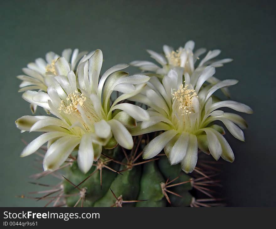 Blossoming Cactus Of Family Gymnocalicium.