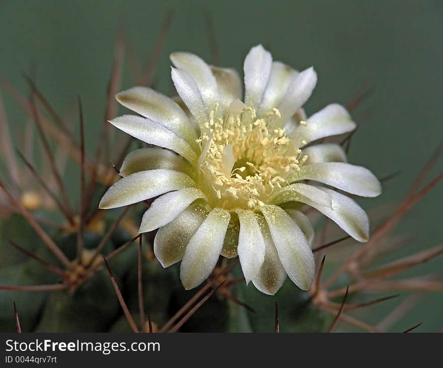 Blossoming Cactus Of Family Gymnocalicium.