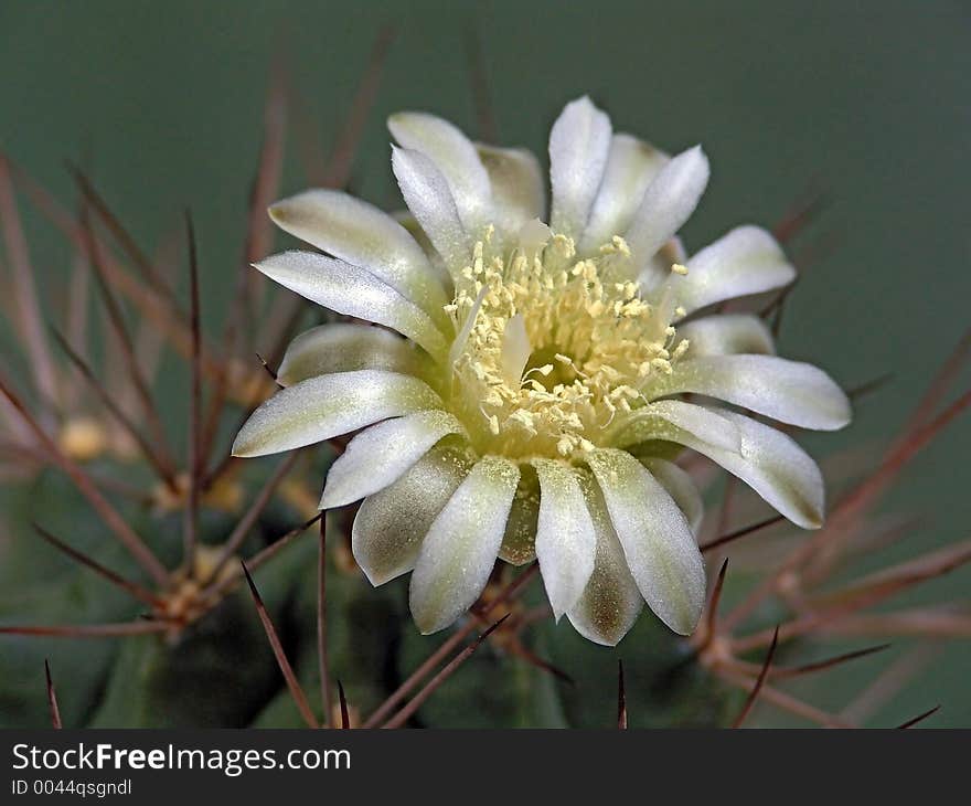 Blossoming Cactus Of Family Gymnocalicium.