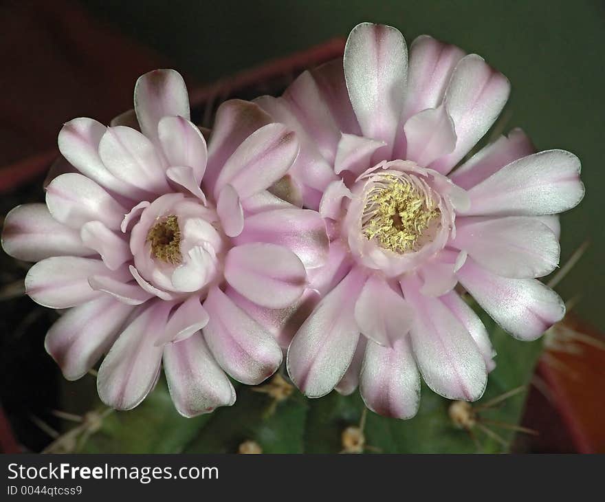 Blossoming cactus of family Gymnocalicium.