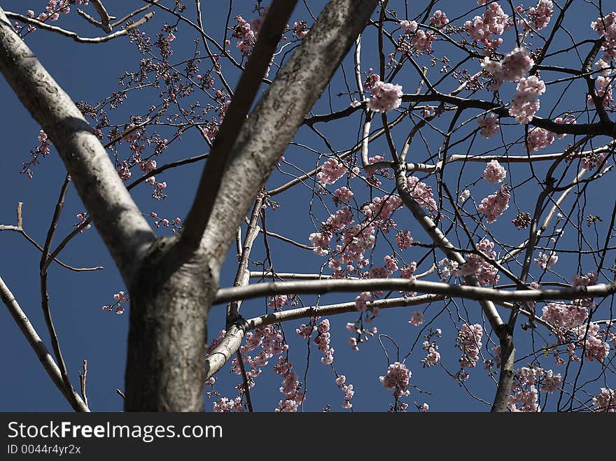 Blossoms on a tree in spring. Blossoms on a tree in spring