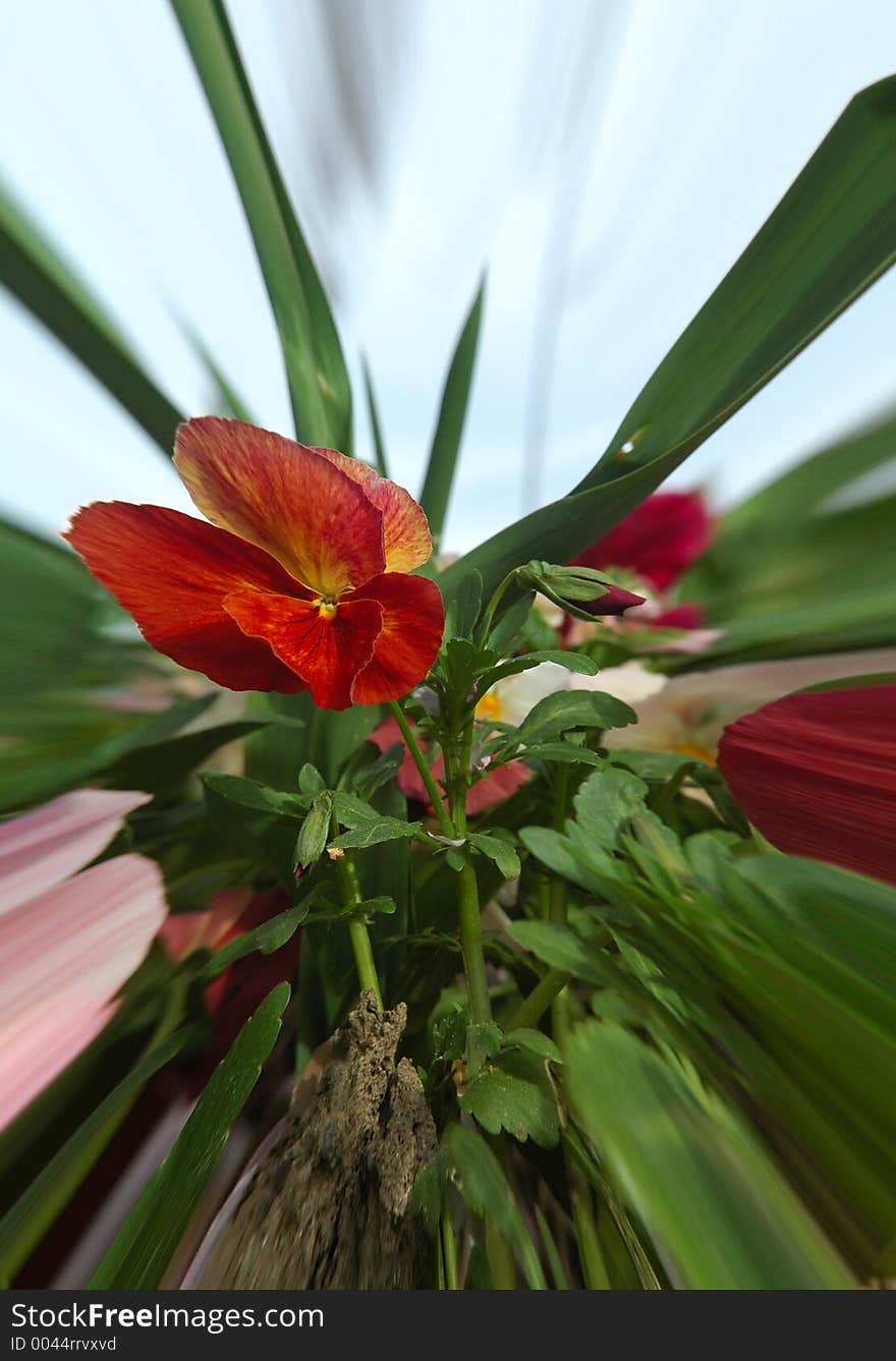 Red flower