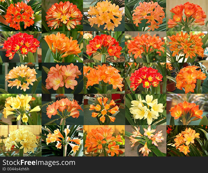 Gallery Of Clivias