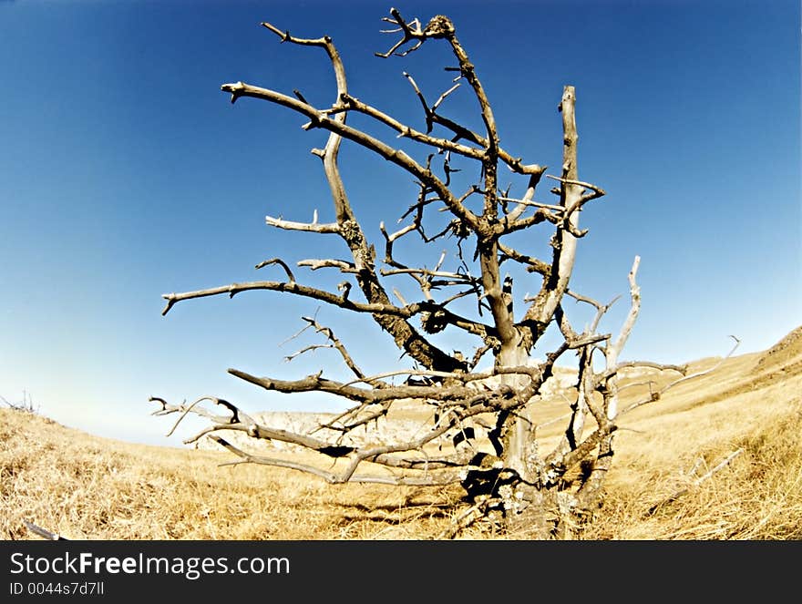 Summer landscape with alone tree