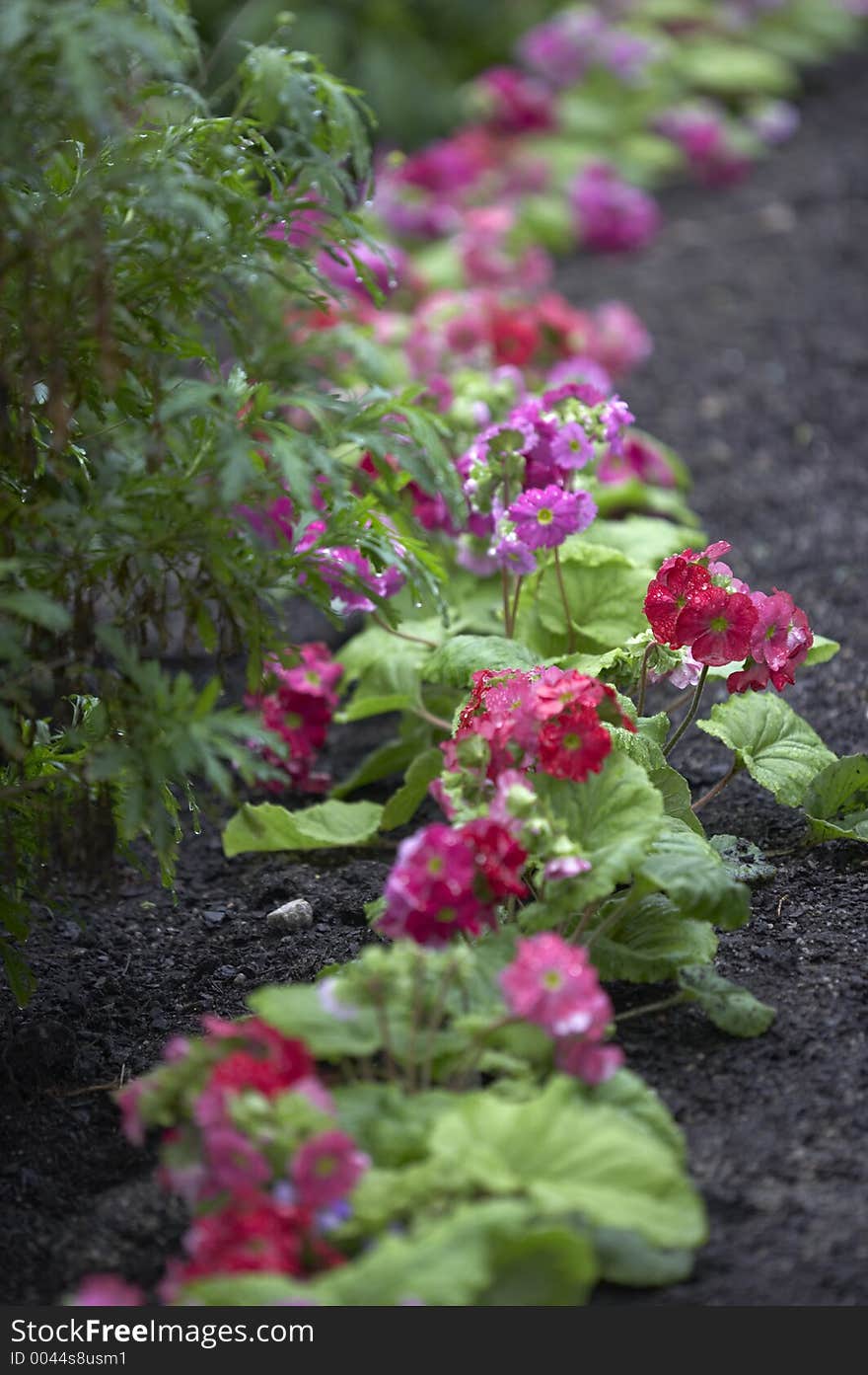 Primula plants growing n a wavy line. Primula plants growing n a wavy line