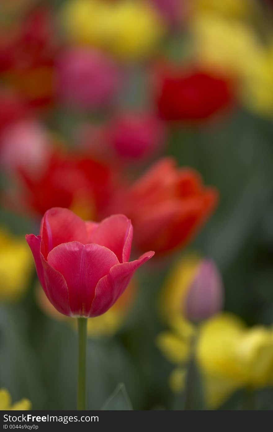 A bright pink tulip amongst a mass of colours. A bright pink tulip amongst a mass of colours