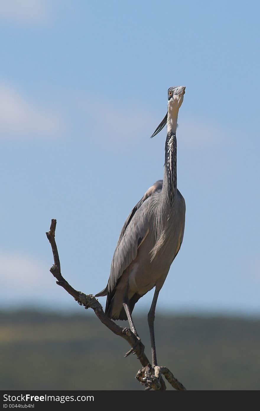 Bird Lookout scanning for insects and other sources of food