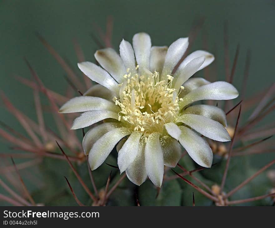 Blossoming Cactus Of Family Gymnocalicium.