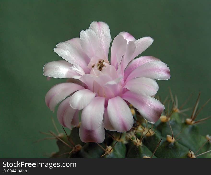 Blossoming Cactus Of Family Gymnocalicium.