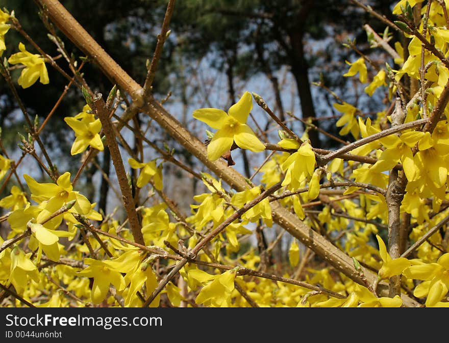 Yellow flowers. Yellow flowers