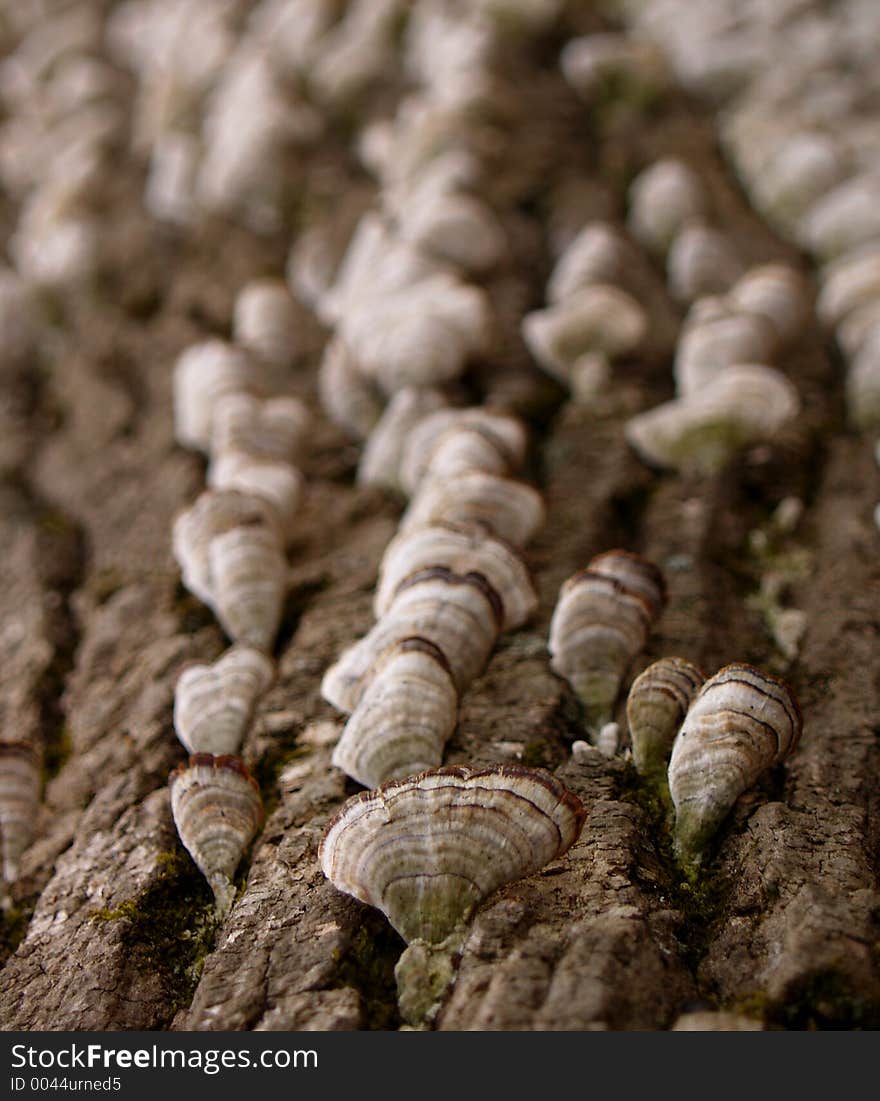 False Turkey Tail